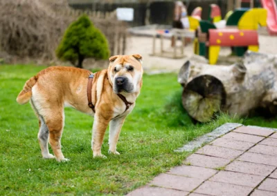 Ein Hund steht auf einer Wiese, im Hintergrund ein Spielplatz. Hochzeitsreportage im Bio Landhotel Moarwirt.
