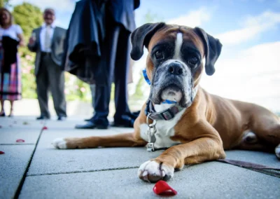 Hund liegt auf Terrasse während standesamtlicher Trauung bei Hochzeit am Starnberger See, Gaeste im Hintergrund.