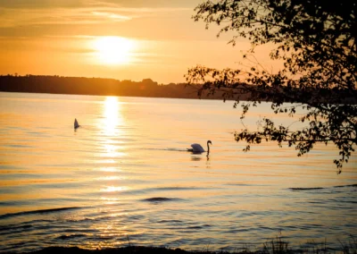 Sonnenuntergang ueber Starnberger See mit Schwan, aufgenommen bei einer Hochzeit in Oberbayern.