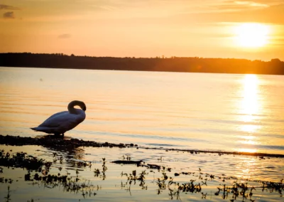 Sonnenuntergang am Starnbergersee mit einem Schwan – stimmungsvolle Kulisse fuer die Hochzeitsfotografie.