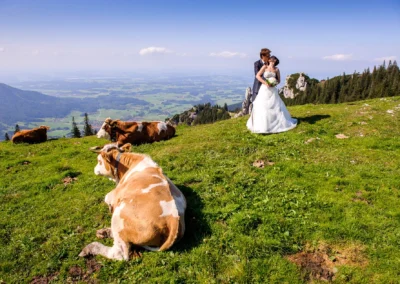 Brautpaar posiert mit Alpenblick und Kuehen im Chiemgau. Hochzeitsfoto bei Aschau im Chiemgau.